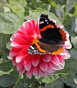 Site butterfly gardens in sunny, protected spots.