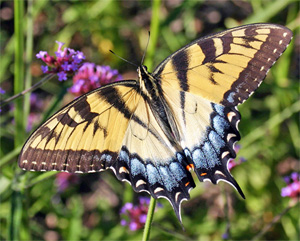 A swallowtail feeds on flower nectar.