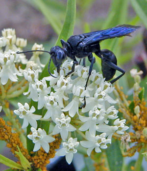 You may attract other nectar-feeding insects to your butterfly garden.