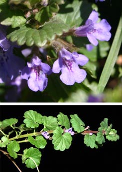 This weed has lavender flowers and spreads on creeping stems.