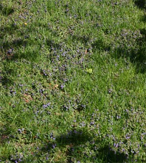 Controlling Creeping Charlie, Gleochoma hederaceae