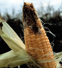 Damage to ear of corn by corn earworm.