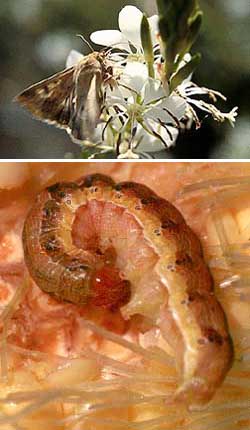 Top: A corn earworm moth sips nectar from a night-blooming Gaura plant. Photo by Juan Lopez, USDA-ARS image K8404-20. Bottom: A corn earworm caterpillar