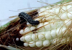 Corn earworms feed on the tips of sweet corn ears. Photo by Jack Dykinga; USDA-ARS image K2627-14.
