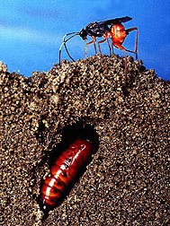 Cross section of a tunnel with a corn earworm pupa. The Diapetimorpha introita wasp is preparing to lay an egg in the pupal tunnel. Photo by Scott Bauer; USDA-ARS image K5557-9.