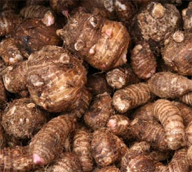 Tubers of elephant ear, Colocasia esculenta.