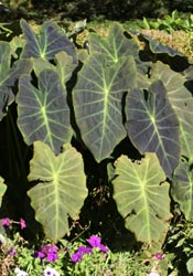 Elephant ears, Colocasia esculenta.