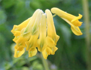 C. lutea flowers.