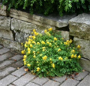 C. lutea readily self-seeds, often growing in cracks.