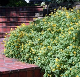 C. lutea is a nice edging plant.