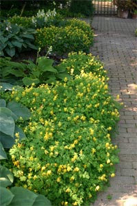 Corydalis lutea lines a walkway at Olbrich Botanic Gardens, Madison, WI.