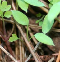 A C. lutea seedling.