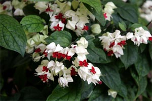 clerodendrum bleeding heart