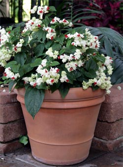 Clerodendrum thomsoniae is easily grown in containers