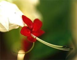 Flower of Clerodendrum thomsoniae.