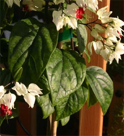 clerodendrum bleeding heart