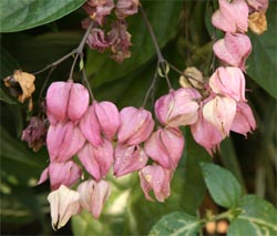 The old flowers turn a pink or lavender color.