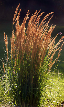 This grass is a low-maintenance perennial.