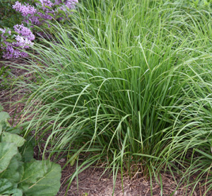 Deep green foliage early in mid-spring.