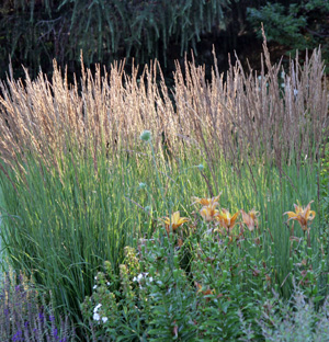 Karl Foerster feather reed grass is a good addition to a sunny perennial garden.