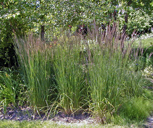 Feather reed grass performs best in full sun