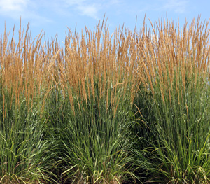 Karl Foerster feather reed grass.