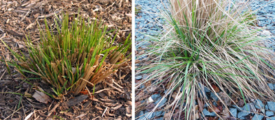Growth begins early in the spring, so the clumps should be cut back in late winter.