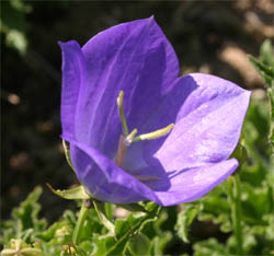 The variety Blue Clips has blue-purple flowers.