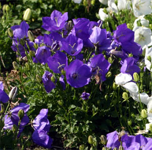 Blue Clips flowers for several weeks in summer.