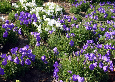 Carpathian bellflower forms neat mounding clumps.