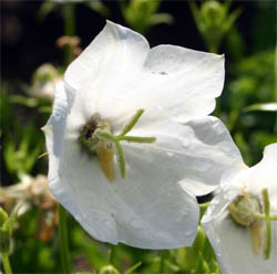 The variety White Clips has pure white flowers