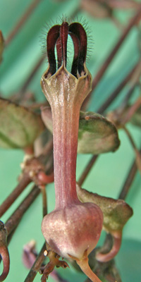 The interesting flower of C. woodii.