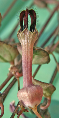 String Of Hearts Ceropegia Woodii Wisconsin Horticulture