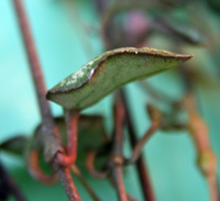 The succulent leaves become thickened when storing water.