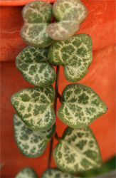 The leaves are dark green mottled with silver.