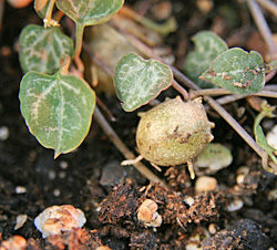The small aerial tubers will root to form a new plant.