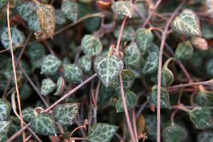 The pink or purple stems bear many heart-shaped leaves.