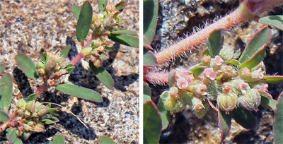 The flowers and fruits of spotted spurge are small and inconspicuous.