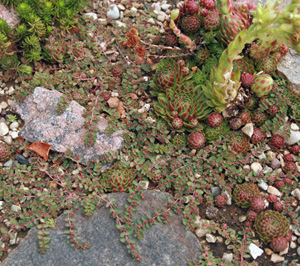 Hand pulling is best when spotted spurge is growing among other plants.