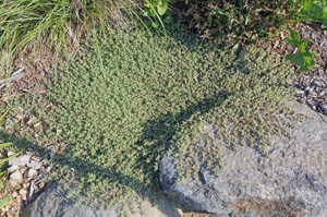 Spotted spurge can form large, dense mats.