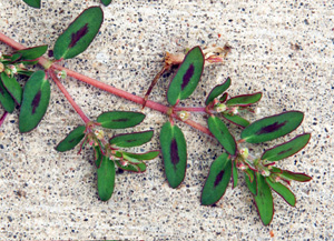 especie invasora frondosa spurge