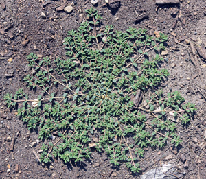 Spotted spurge is a low-growing native plant.