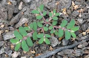 A young spotted spurge plant.