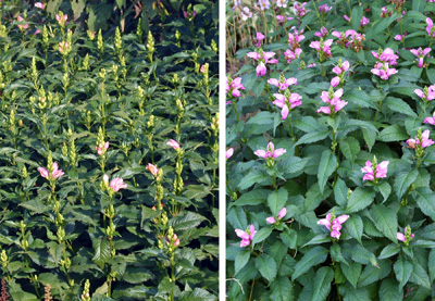 Flower spikes (L) are produced in late summer that open in the fall (R).