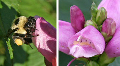 The flowers, which are attractive to insects such as this bumblebee (L) are tubular in shape (R).