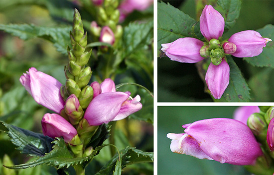 The flowers (here all C. lyonii) are borne alternately (upper R) in terminal spikes (L), with each tubular flower composed of a hood-like upper structure and lower lip (lower R).