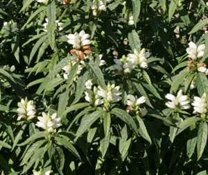 Chelone glabra Black Ace in bloom.