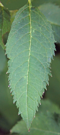 Each lanceolate leaf has a toothed margin.