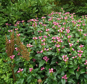 Pink turtlehead in bloom.