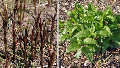Chelone glabra Black Ace emering in early spring (L) and C. lyonii starting to leaf out in spring (R).